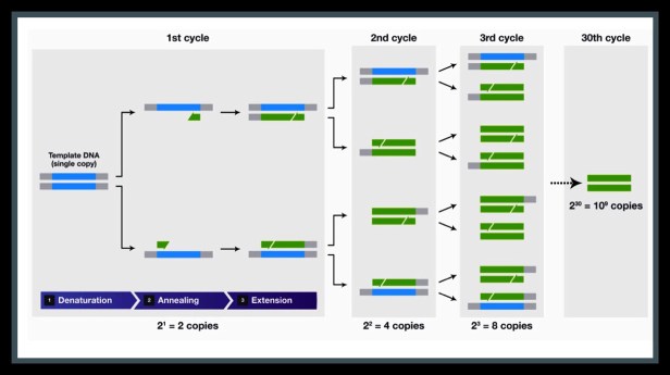 PCR DNA amplification 