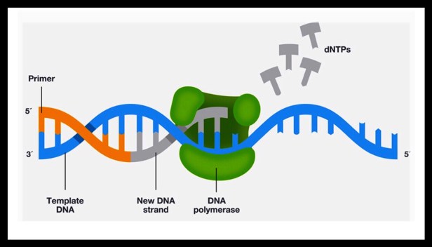 PCR DNA extension