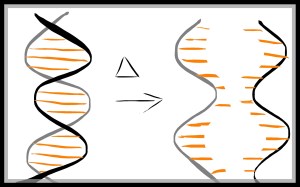 DNA denaturation PCR