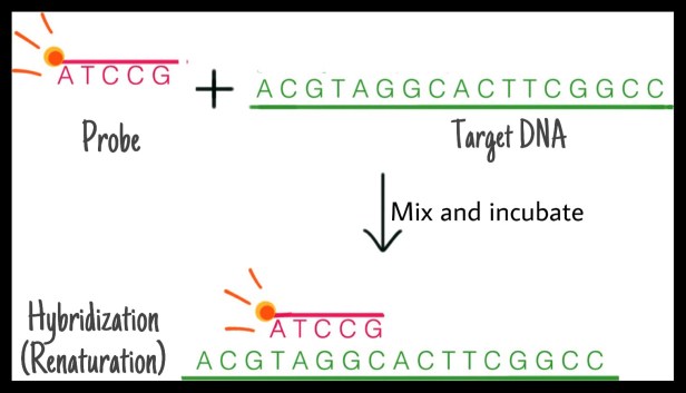 DNA hybridization DNA renaturation probe and target DNA