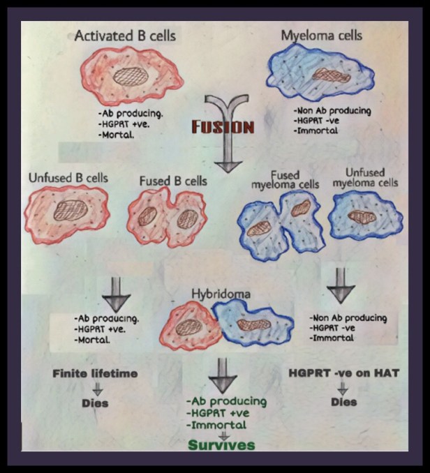 Monoclonal antibody
