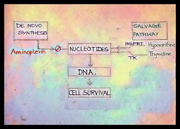 Principle HAT media for monoclonal antibody