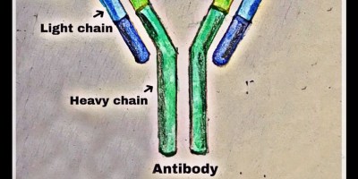 Antibody Production cartoon The Biotech Notes