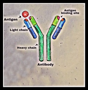 Monoclonal antibiotic production
