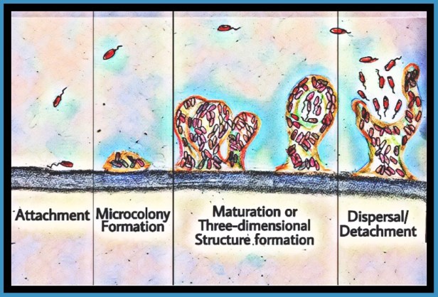 Formation of biofilm
