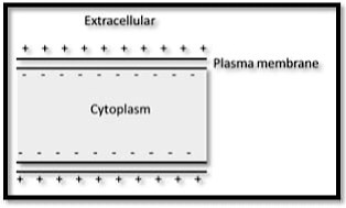 Neuron impulse resting membrane potential