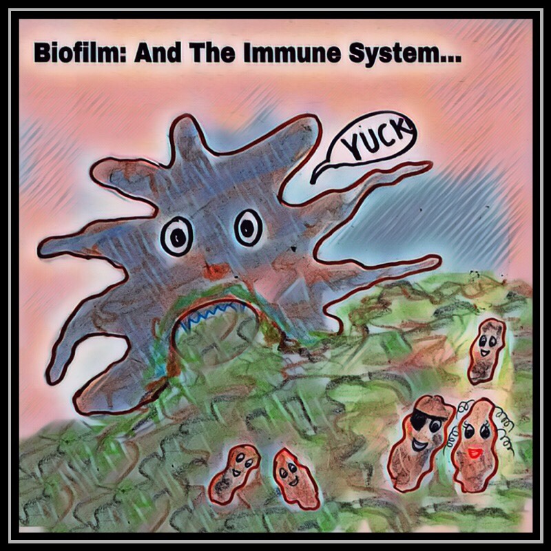 Biofilm bacteria avoids attack by immune system and cells