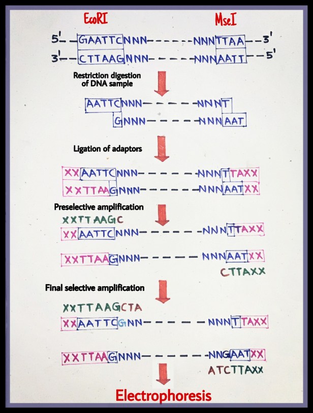 Amplified fragments length polymorphism (AFLP)