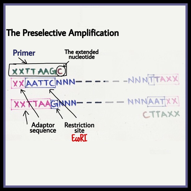 The Preselective amplification AFLP adaptor primer