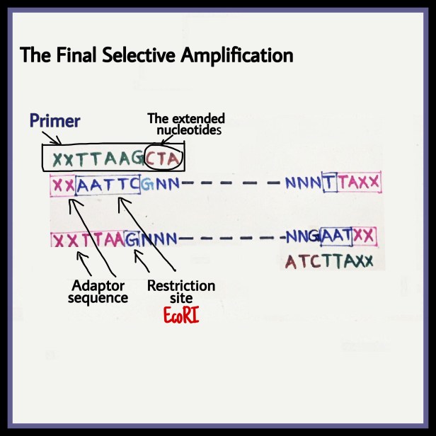 Selective Amplification AFLP adaptor
