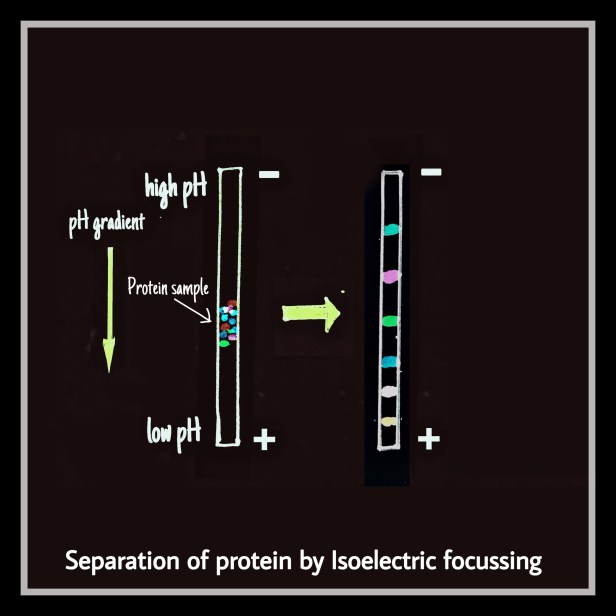 Isoelectric focussing IEF by The Biotech Notes