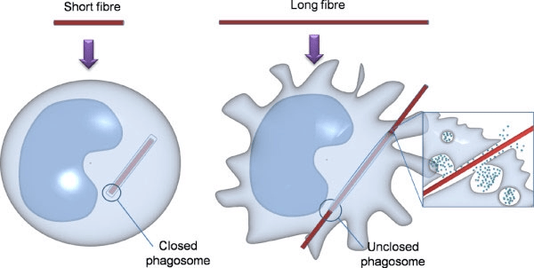 Frustated phagocytosis biofilm and immune system