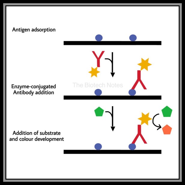 Basic ELISA procedure.