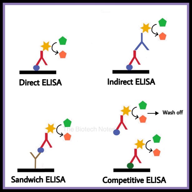 Types of ELISA