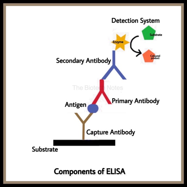 Components of ELISA