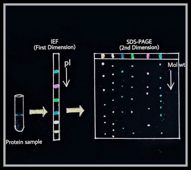 2D-PAGE proteome