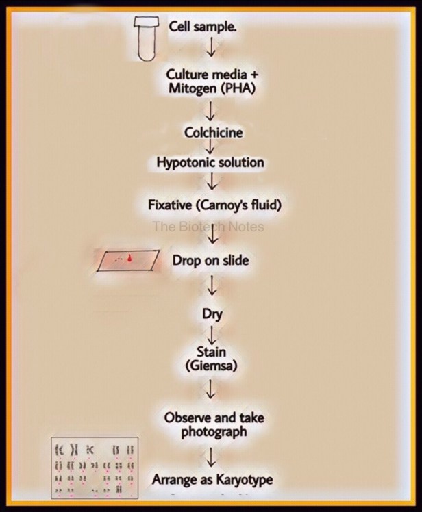 Procedure Karyotyping
