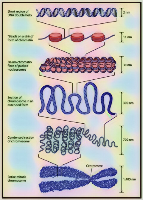 DNA packaged into chromosome