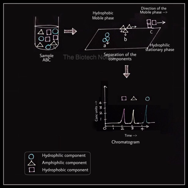 Chromatography hydrophilic hydrophobic