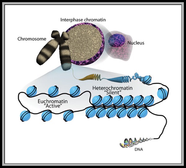 Heterochromatin Euchromatin