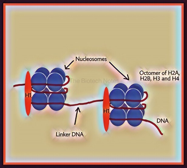 Nucleosome