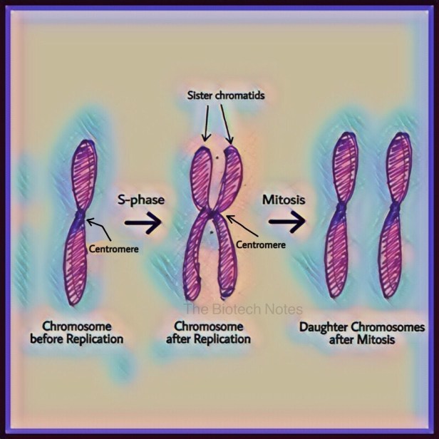 Mitosis, chromosomes, Chromatids, replication,