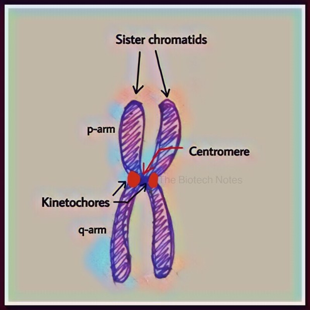Chromosome structure