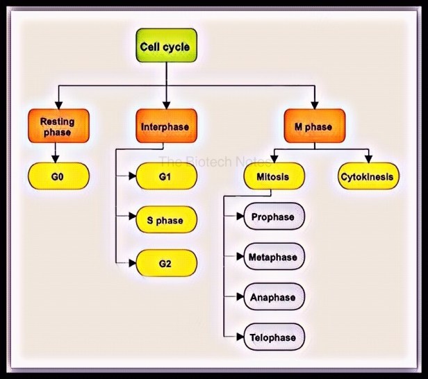 Different stages of the cell cycle