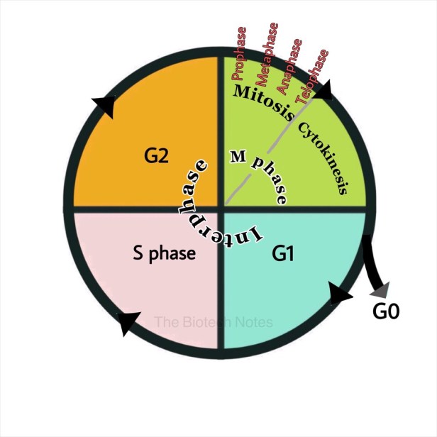 Cell cycle phases