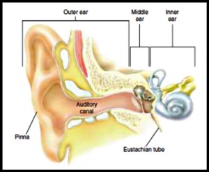 Parts of ears