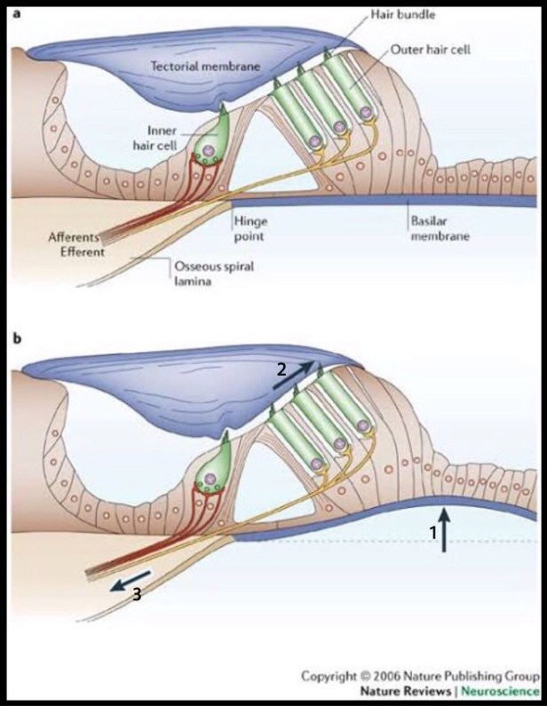 Excitation of hair cells (The Biotech Notes)