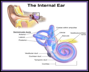 Inner ear (The Biotech Notes)