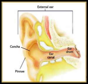 External ear