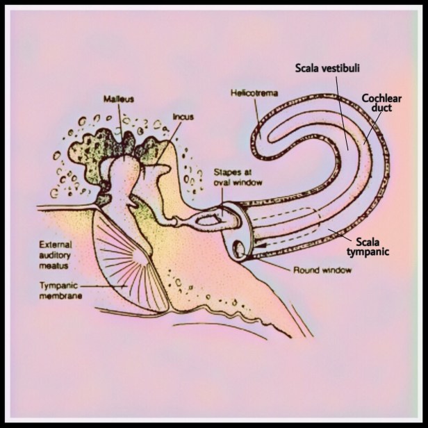 Cochlea (The Biotech Notes)