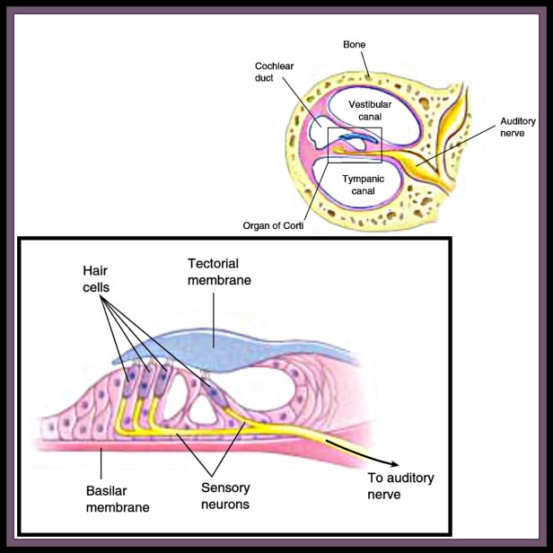 Organ of corti ( The Biotech Notes)