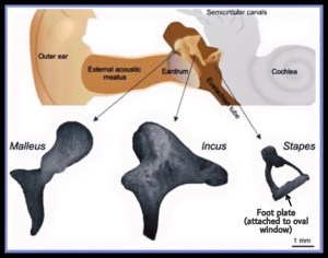 Middle ear