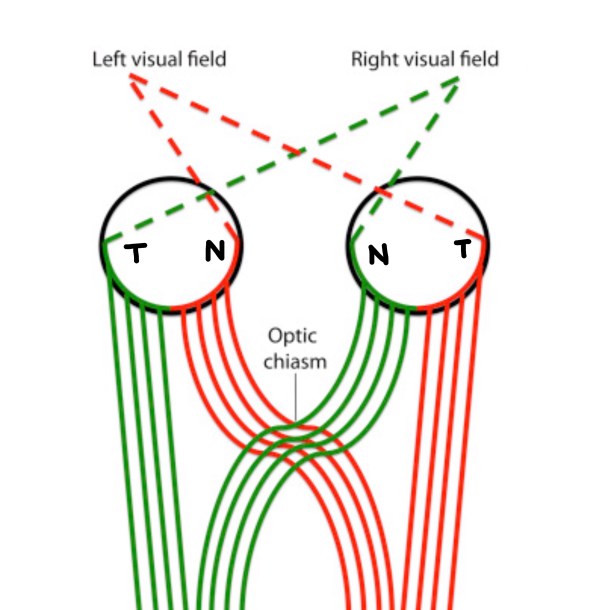 Visual field and image formation on retina. The Biotech Notes.