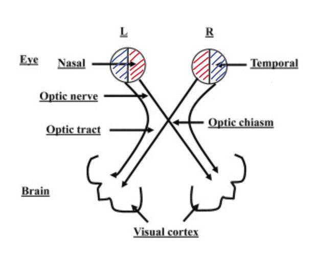 Nasal an Temporal sides of eye The Biotech Notes