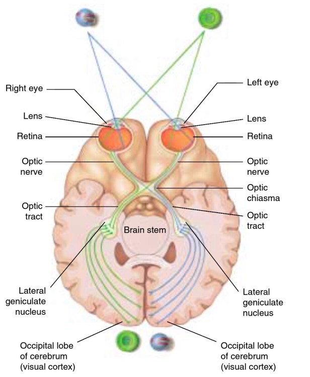 Optic Nerve pathway. The Biotech Notes