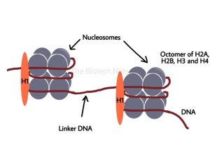 Nucleosomes