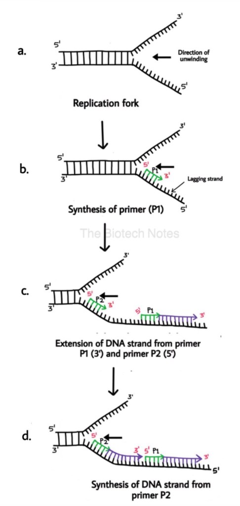 Lagging strand synthesis