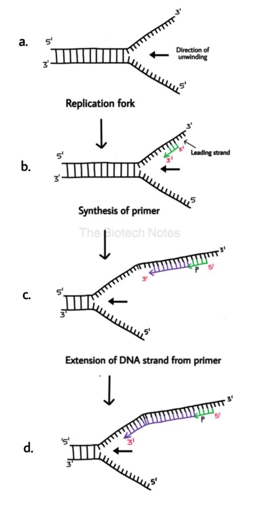 Leading strand synthesis