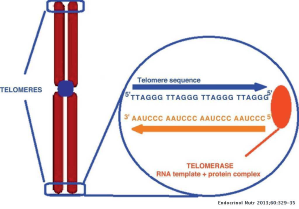 Telomeres