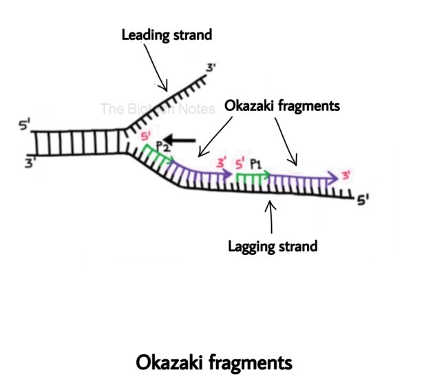 Okazaki fragment