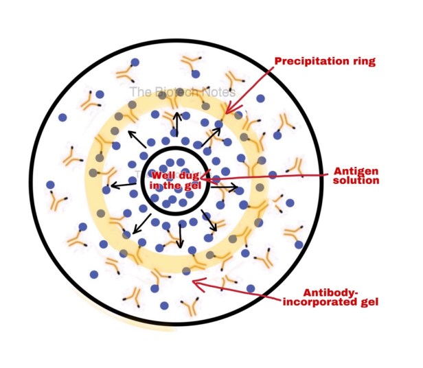 Single Radial Immuno Diffusion